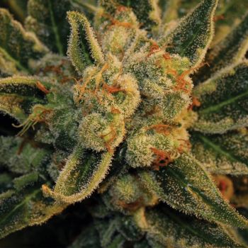 BubbleGum