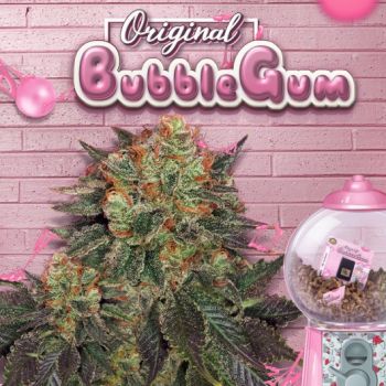 BubbleGum