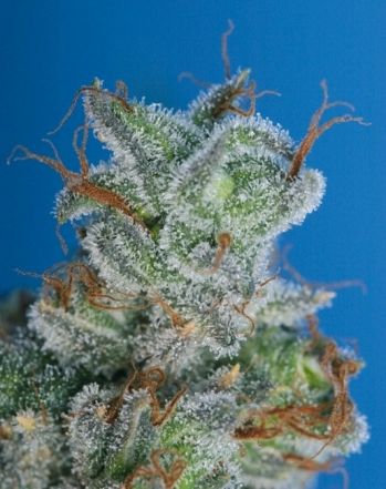 Burmese Kush