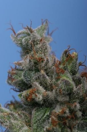 Burmese Kush
