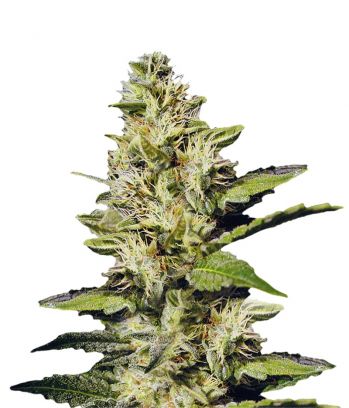Chocolate Chunk