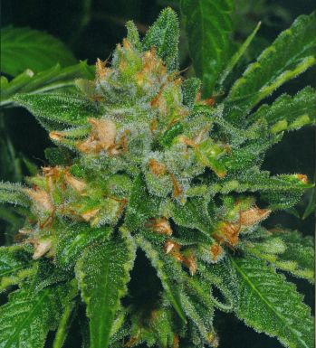 Cold Creek Kush