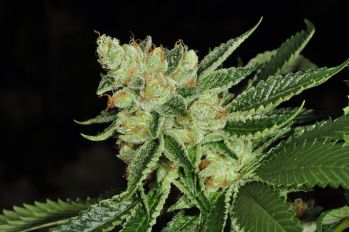 Cold Creek Kush