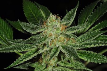 Cold Creek Kush