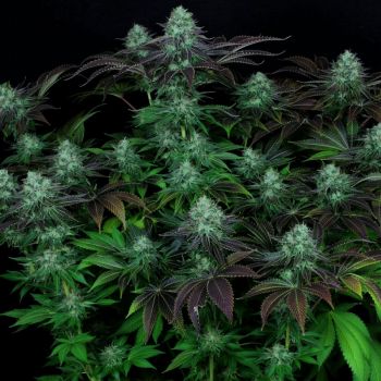 DarkStar