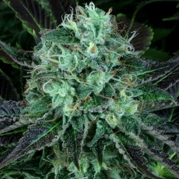 DarkStar