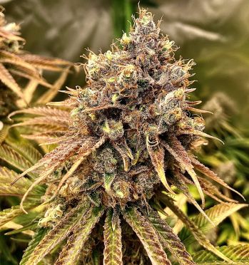 DarkStar