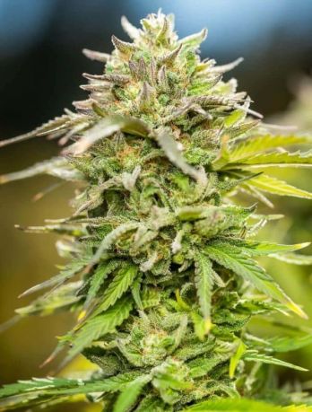 Heavy Duty Fruity
