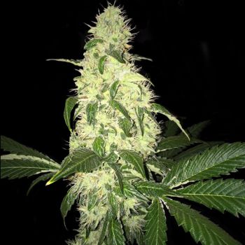 Afghaniberry