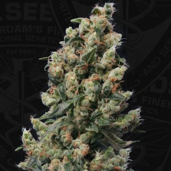 Kushage
