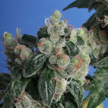Kushage