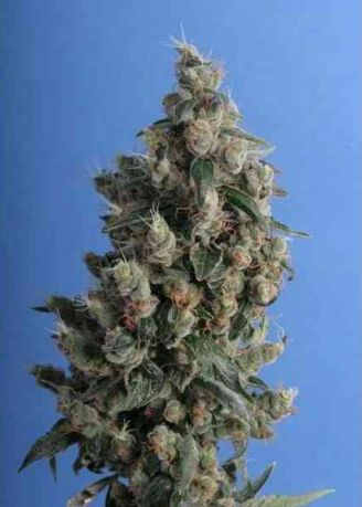 Kushage