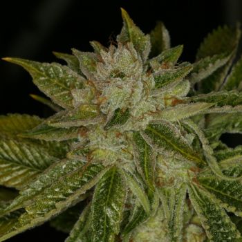 MK-Ultra