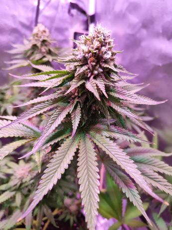 MK-Ultra