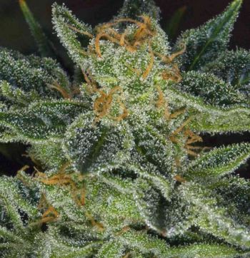 Skunk XXX