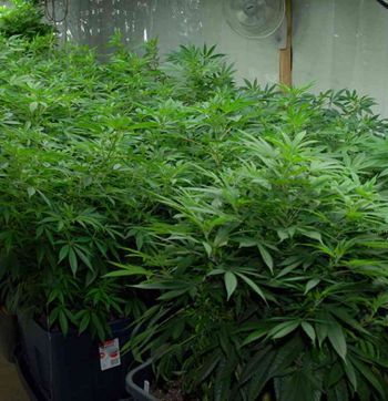 Skunk XXX