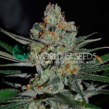 Afghan Kush