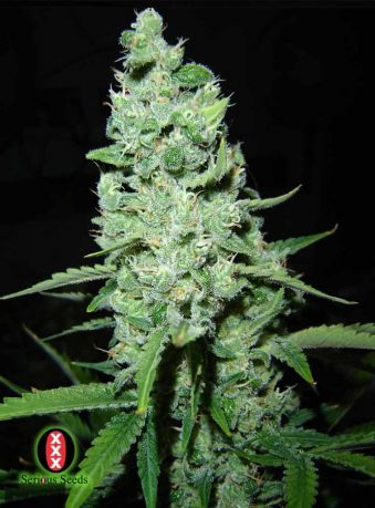 AK-47