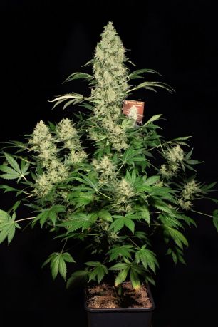 AK-47