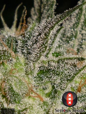 AK-47