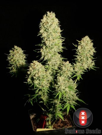 Chronic