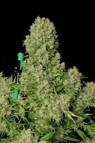White Russian
