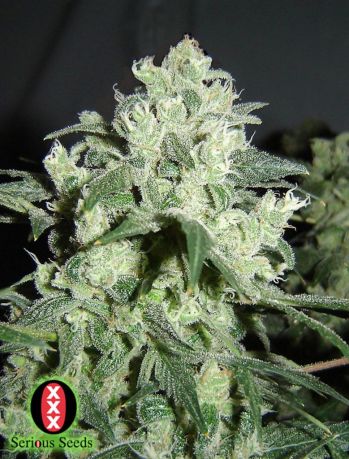 White Russian