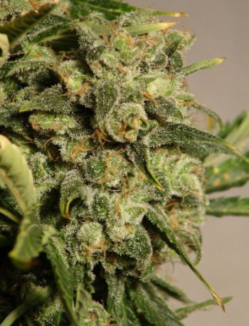 White Russian