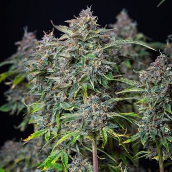 Do-Si-Dos Auto