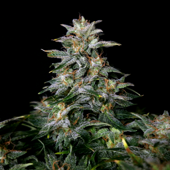 Lowryder #2