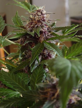 Purple Jems