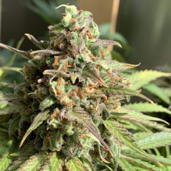 Automatic AK47 x Automatic Blueberry