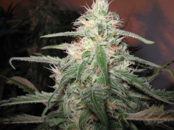 Automatic AK47 x Auto Hindu Kush