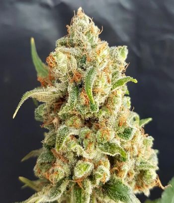 Automatic AK47 x New York City Diesel