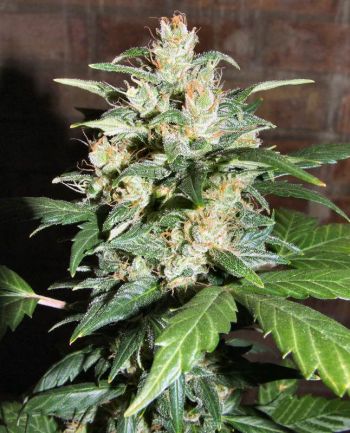 Automatic Blueberry