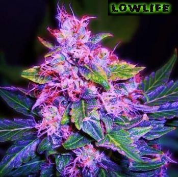 Automatic Blueberry