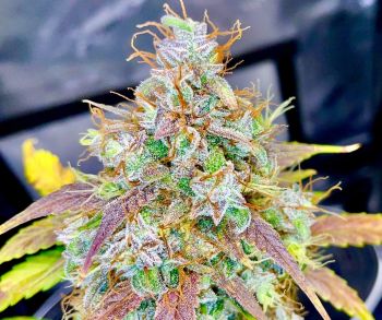 Automatic Blueberry