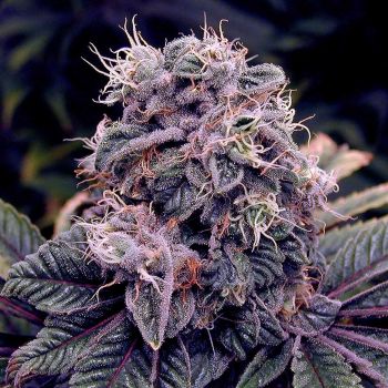 Automatic Blueberry