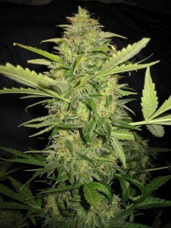 Automatic Lemon Skunk