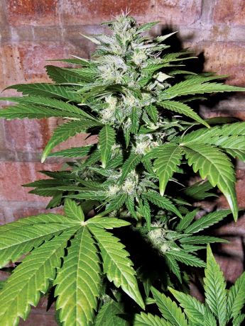 Automatic White Widow
