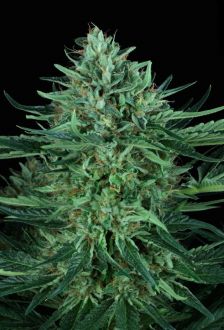 Cold Creek Kush