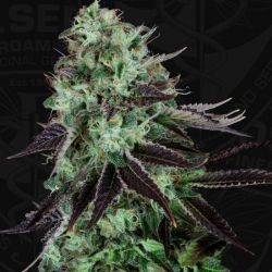 DarkStar