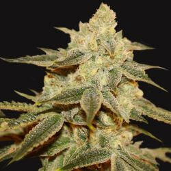 Birthday Cake x Strawbanana Cream