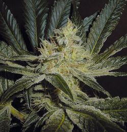 Mendocino Madness