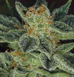 Skunk XXX