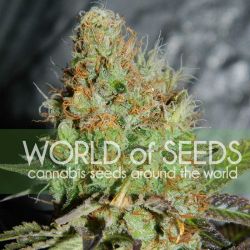 Afghan Kush
