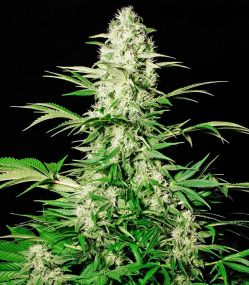 White Russian