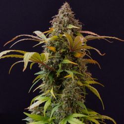 Lowryder #2