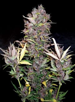 Purple Jems