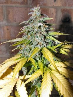 Automatic AK47